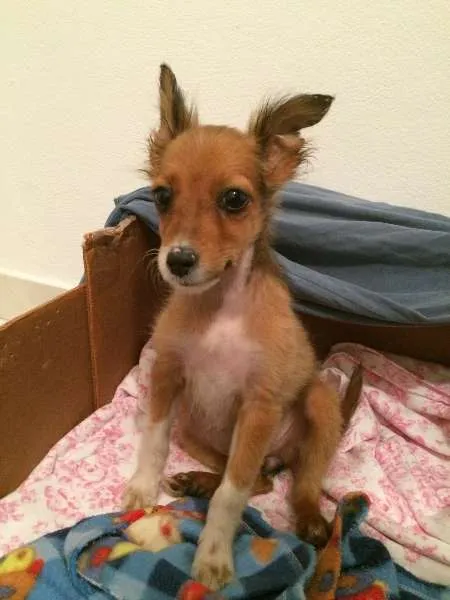 Cachorro ra a Vira Lata idade 2 a 6 meses nome Lulu 