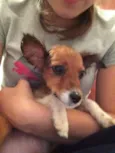 Lulu 