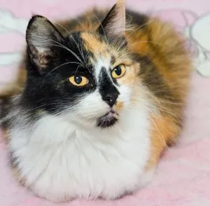 Gato raça SRD idade 2 anos nome Luna