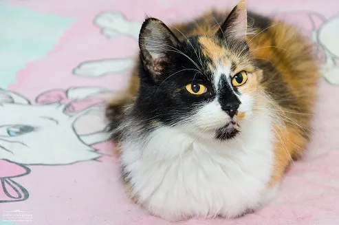 Gato ra a SRD idade 2 anos nome Luna