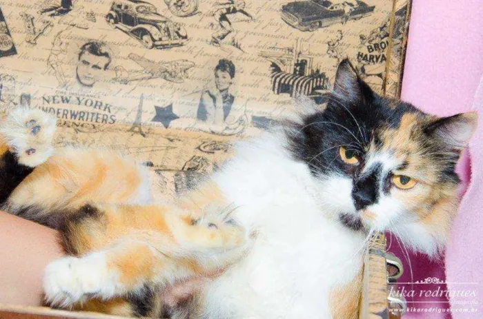 Gato ra a SRD idade 2 anos nome Luna