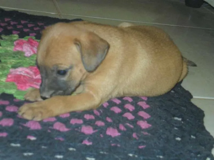 Cachorro ra a vira lata  idade Abaixo de 2 meses nome ainda não tem