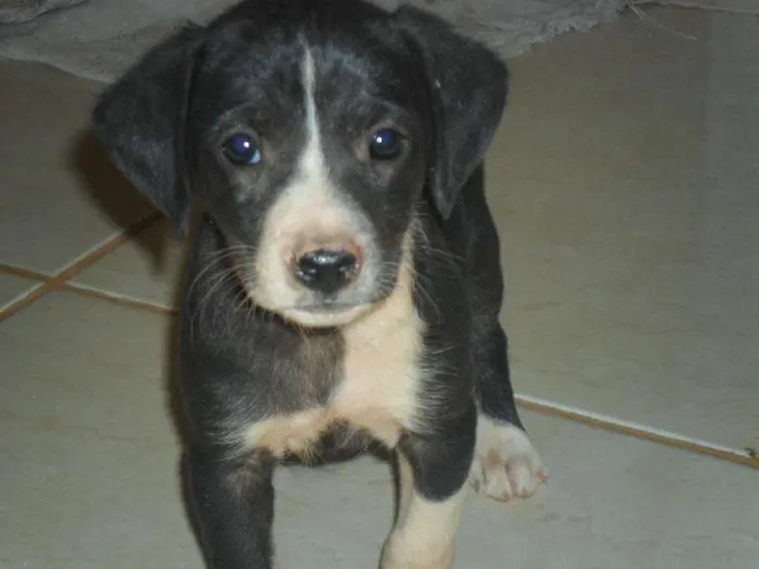 Cachorro ra a vira lata  idade Abaixo de 2 meses nome ainda não tem