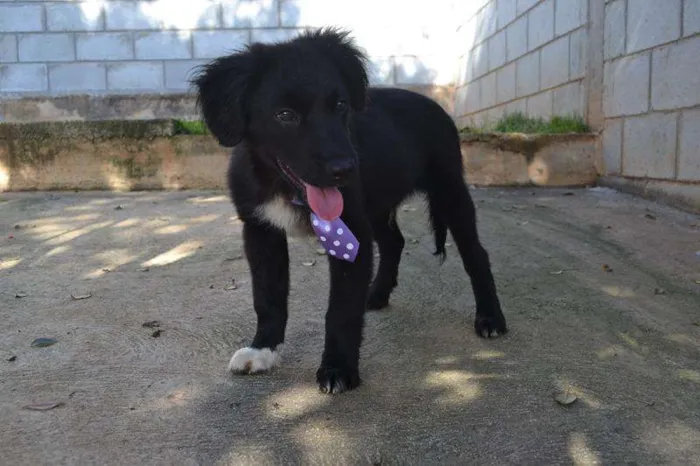 Cachorro ra a SRD idade 2 a 6 meses nome SCOTT - Filhotinho 