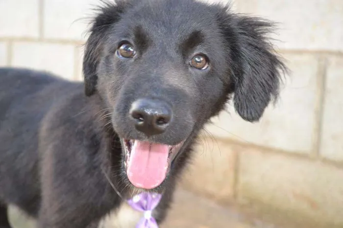 Cachorro ra a SRD idade 2 a 6 meses nome SCOTT - Filhotinho 