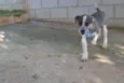 SNIFF - Filhotinho