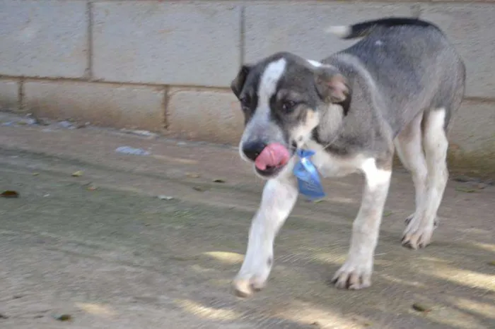 Cachorro ra a SRD idade 2 a 6 meses nome SNIFF - Filhotinho 