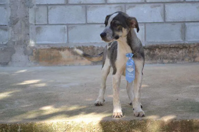 Cachorro ra a SRD idade 2 a 6 meses nome SNIFF - Filhotinho 