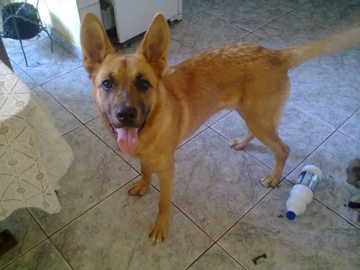 Cachorro ra a Mestiço idade 7 a 11 meses nome Francisco