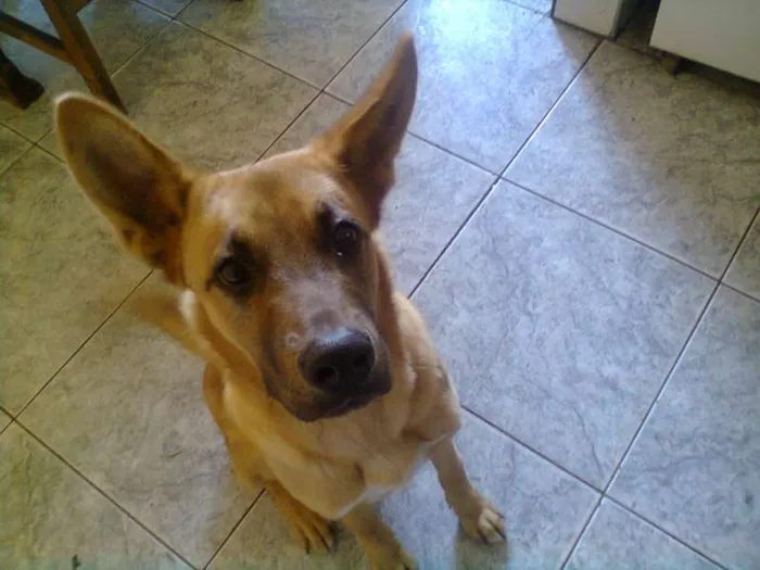 Cachorro ra a Mestiço idade 7 a 11 meses nome Francisco
