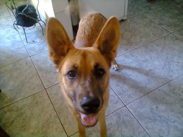 Cachorro ra a Mestiço idade 7 a 11 meses nome Francisco
