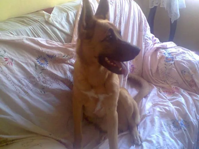 Cachorro ra a Mestiço idade 7 a 11 meses nome Francisco