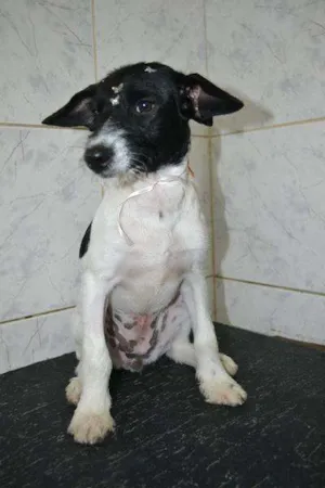 Cachorro raça SRD idade 2 a 6 meses nome TULIPA - Filhotinha
