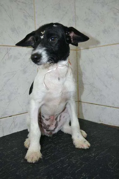 Cachorro ra a SRD idade 2 a 6 meses nome TULIPA - Filhotinha