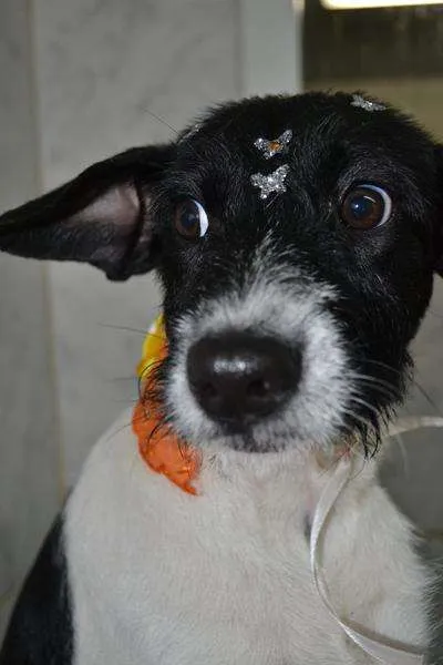 Cachorro ra a SRD idade 2 a 6 meses nome TULIPA - Filhotinha