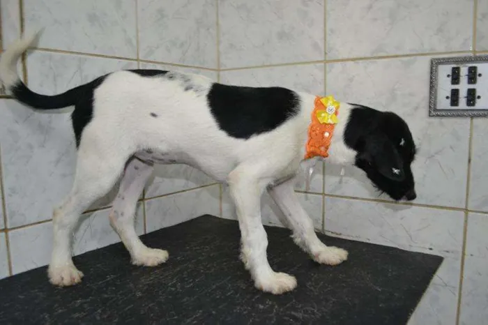 Cachorro ra a SRD idade 2 a 6 meses nome TULIPA - Filhotinha