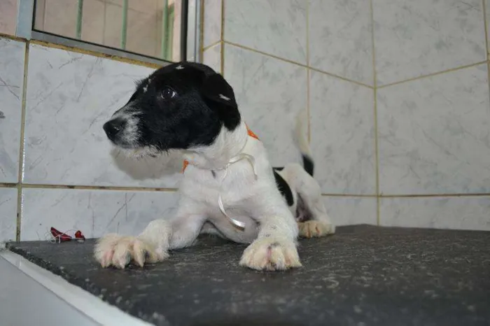 Cachorro ra a SRD idade 2 a 6 meses nome TULIPA - Filhotinha