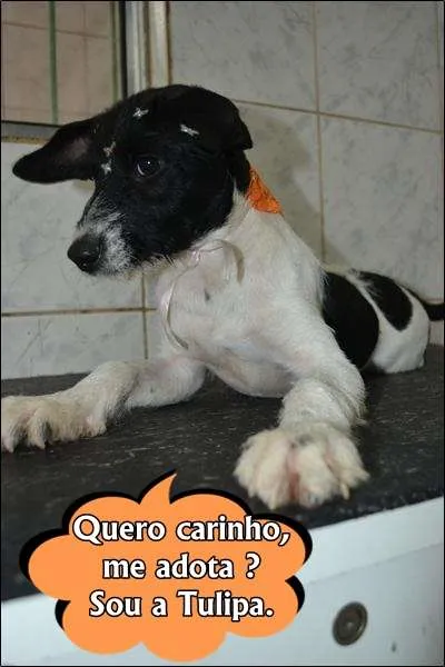 Cachorro ra a SRD idade 2 a 6 meses nome TULIPA - Filhotinha