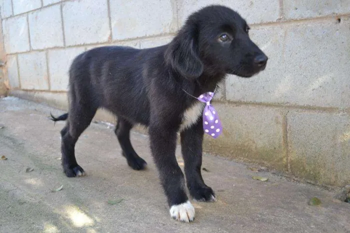 Cachorro ra a SRD idade 2 a 6 meses nome SCOTT - Filhotinho 