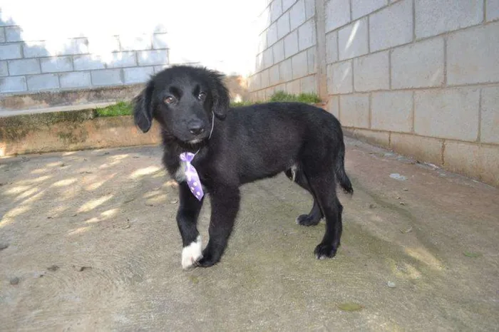 Cachorro ra a SRD idade 2 a 6 meses nome SCOTT - Filhotinho 