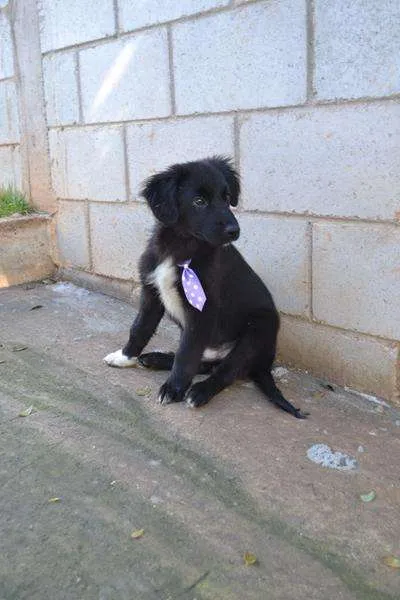 Cachorro ra a SRD idade 2 a 6 meses nome SCOTT - Filhotinho 