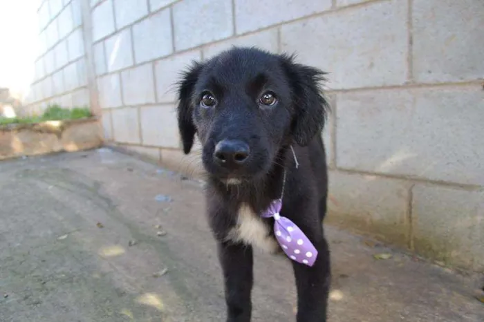 Cachorro ra a SRD idade 2 a 6 meses nome SCOTT - Filhotinho 