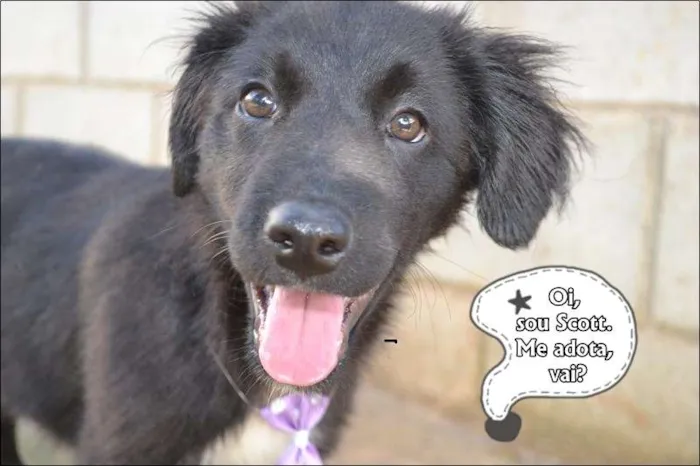 Cachorro ra a SRD idade 2 a 6 meses nome SCOTT - Filhotinho 