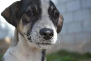 Cachorro raça SRD idade 2 a 6 meses nome SNIFF - Filhotinho 
