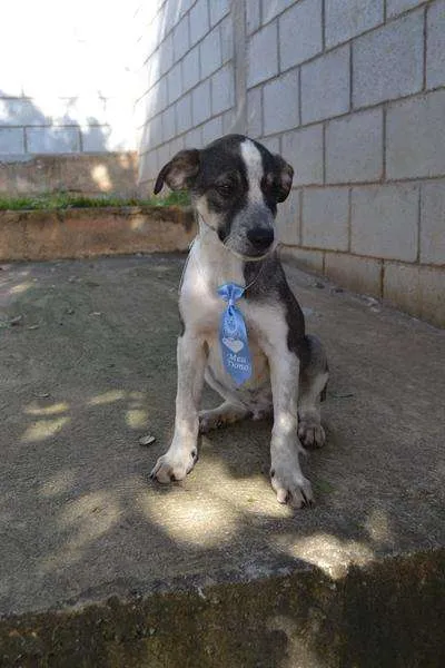 Cachorro ra a SRD idade 2 a 6 meses nome SNIFF - Filhotinho 