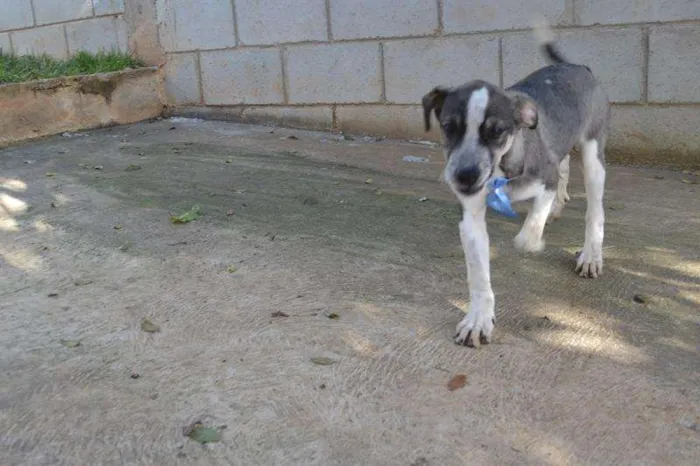 Cachorro ra a SRD idade 2 a 6 meses nome SNIFF - Filhotinho 