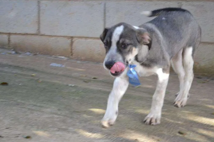 Cachorro ra a SRD idade 2 a 6 meses nome SNIFF - Filhotinho 