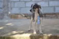 SNIFF - Filhotinho 