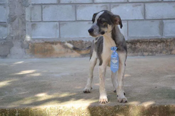 Cachorro ra a SRD idade 2 a 6 meses nome SNIFF - Filhotinho 