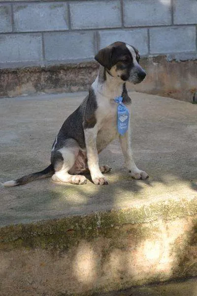 Cachorro ra a SRD idade 2 a 6 meses nome SNIFF - Filhotinho 