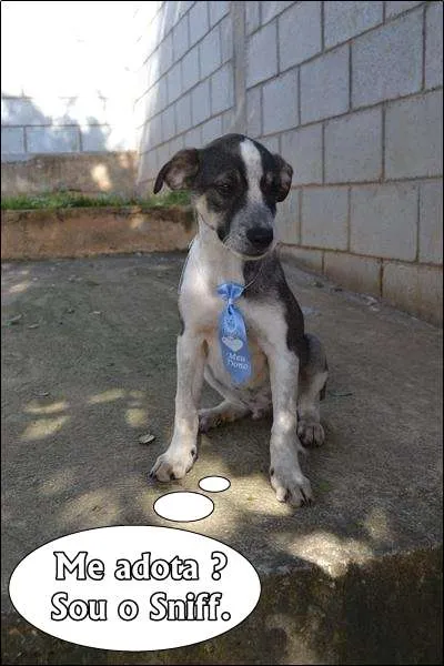Cachorro ra a SRD idade 2 a 6 meses nome SNIFF - Filhotinho 