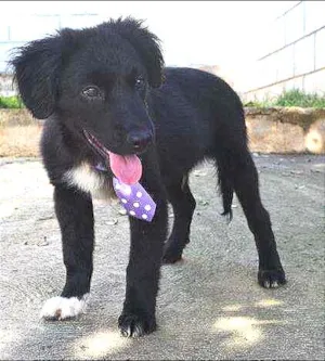 Cachorro raça SRD idade 2 a 6 meses nome SCOTT - Filhotinho 