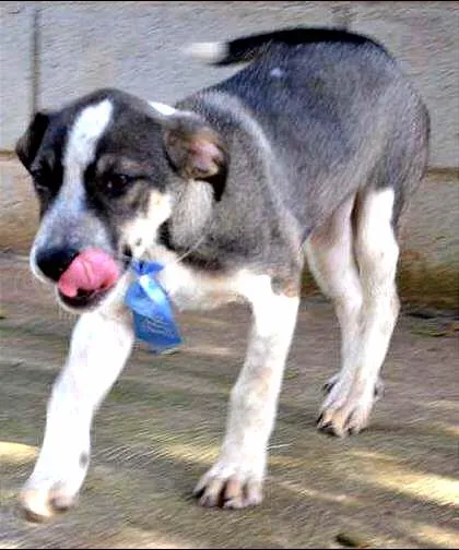 Cachorro ra a SRD idade 2 a 6 meses nome SNIFF - Filhotinho 