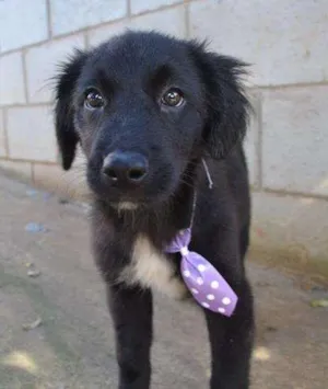 Cachorro raça SRD idade 2 a 6 meses nome SCOTT - Filhotinho 