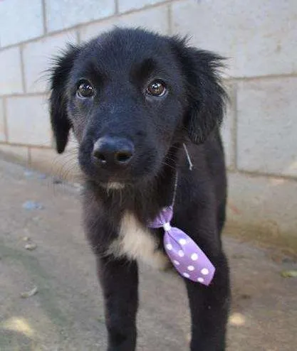 Cachorro ra a SRD idade 2 a 6 meses nome SCOTT - Filhotinho 