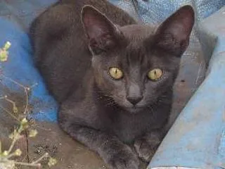 Gato ra a indefinida idade 2 a 6 meses nome Lucky