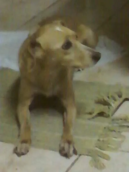 Cachorro ra a Vira-Lata idade 6 ou mais anos nome Cléo