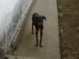 Lindos cães