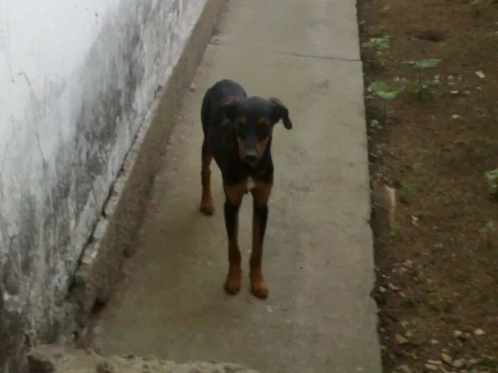 Cachorro raça SRD idade  nome Lindos cães