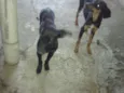 Lindos cães