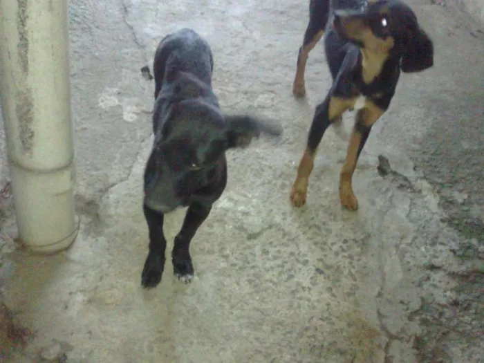 Cachorro raça SRD idade  nome Lindos cães