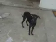 Lindos cães