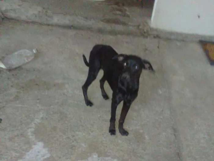 Cachorro raça SRD idade  nome Lindos cães