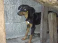 Lindos cães