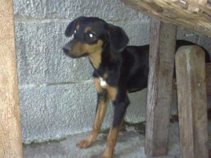 Cachorro raça SRD idade  nome Lindos cães