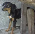 Lindos cães